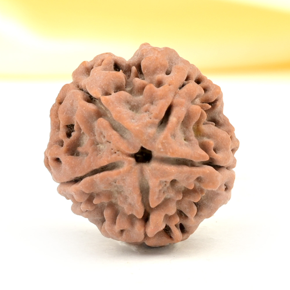 Collector 5 Mukhi from Nepal - DLXXXIII