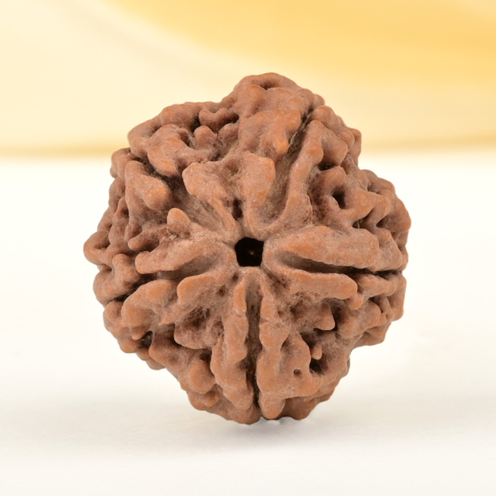 Super Collector 5 Mukhi from Nepal - DCXXXVI