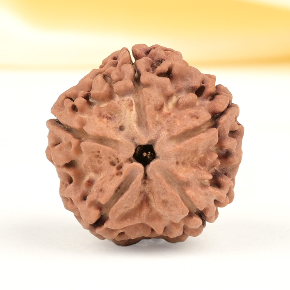 Super Collector 5 Mukhi from Nepal - DCXXXVII