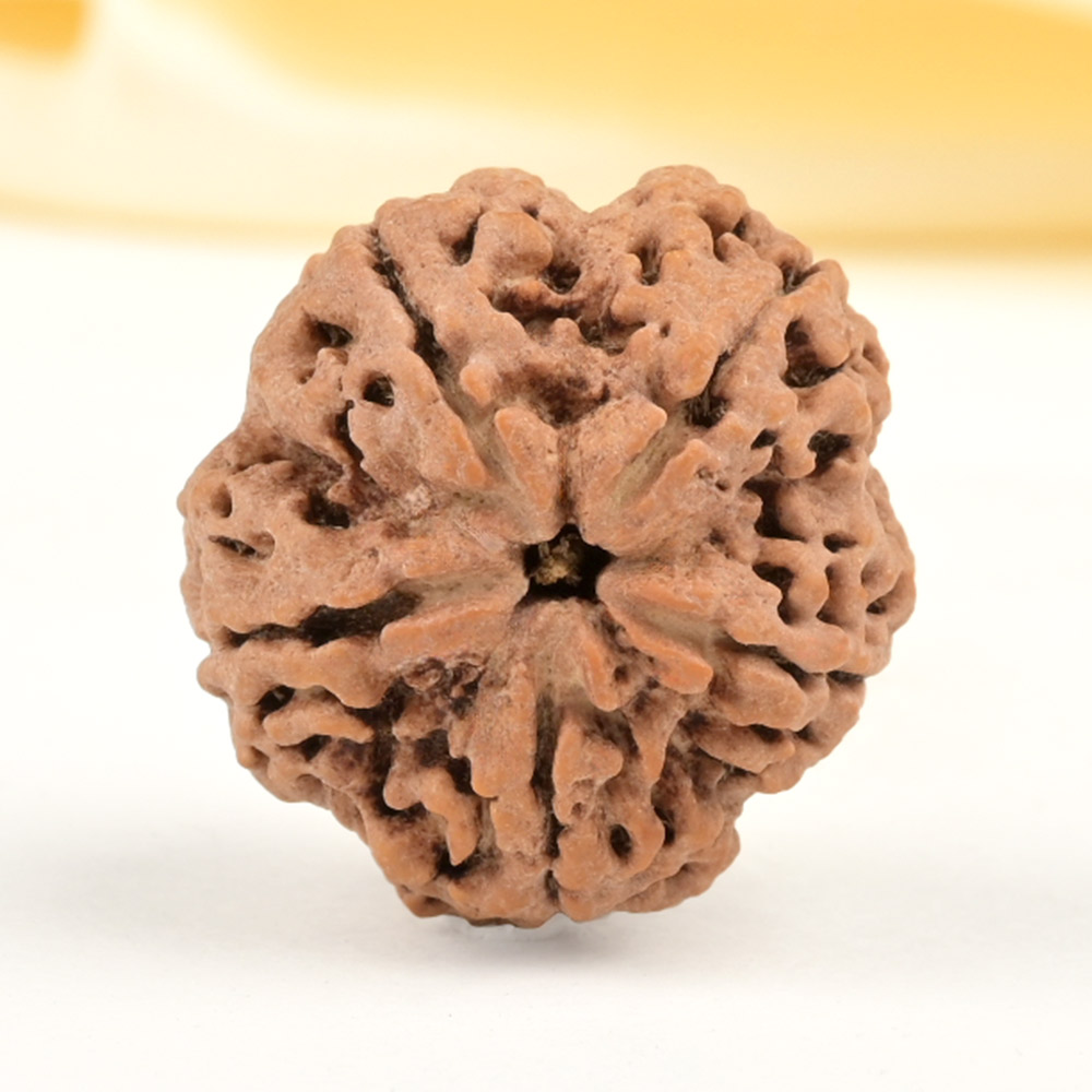 Super Collector 5 Mukhi from Nepal - DCXXXVIII