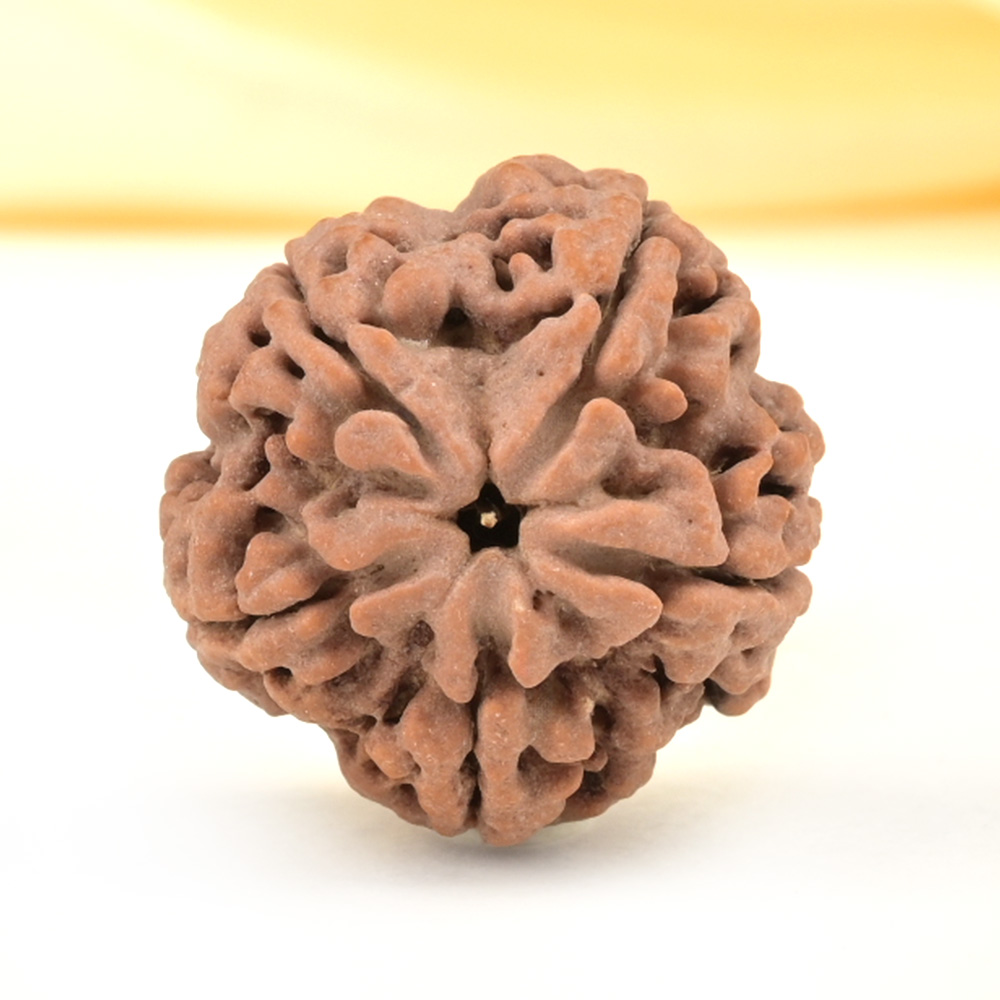 Super Collector 5 Mukhi from Nepal - DCXXXIX