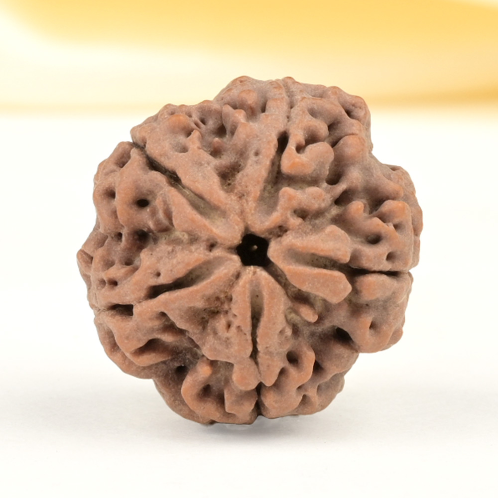 Super Collector 5 Mukhi from Nepal - DCXL