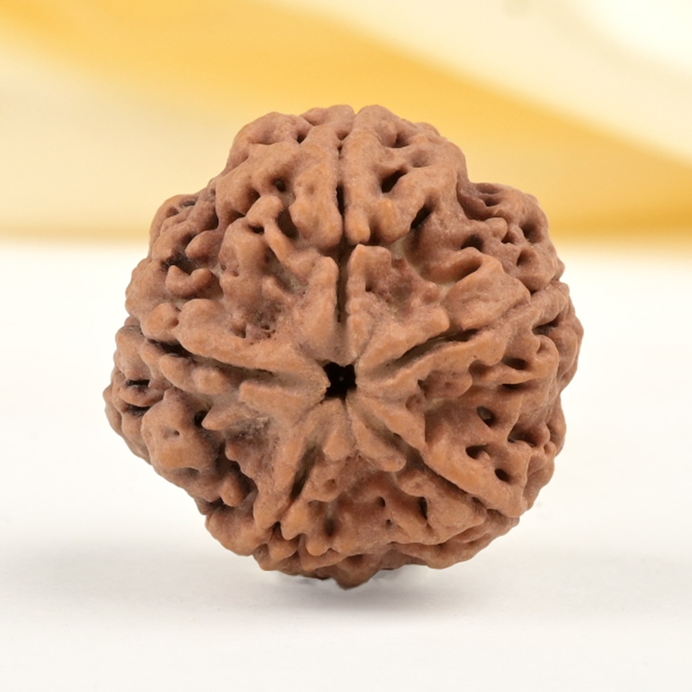 Super Collector 5 Mukhi from Nepal - DCXLI