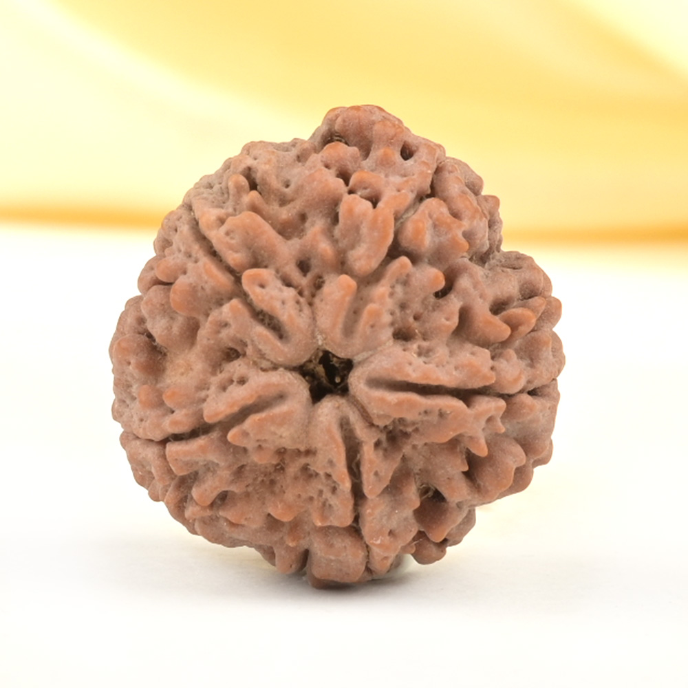 Super Collector 5 Mukhi from Nepal - DCXLII