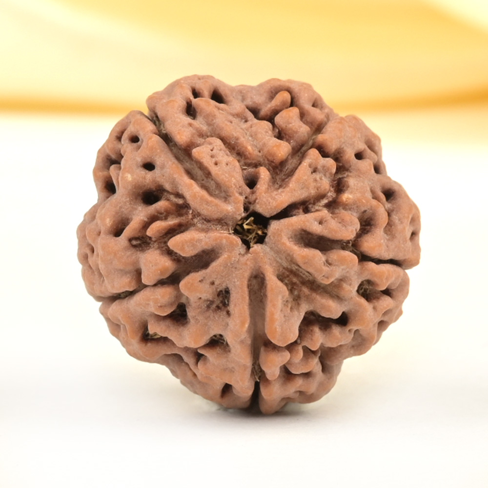 Super Collector 5 Mukhi from Nepal - DCXLIII