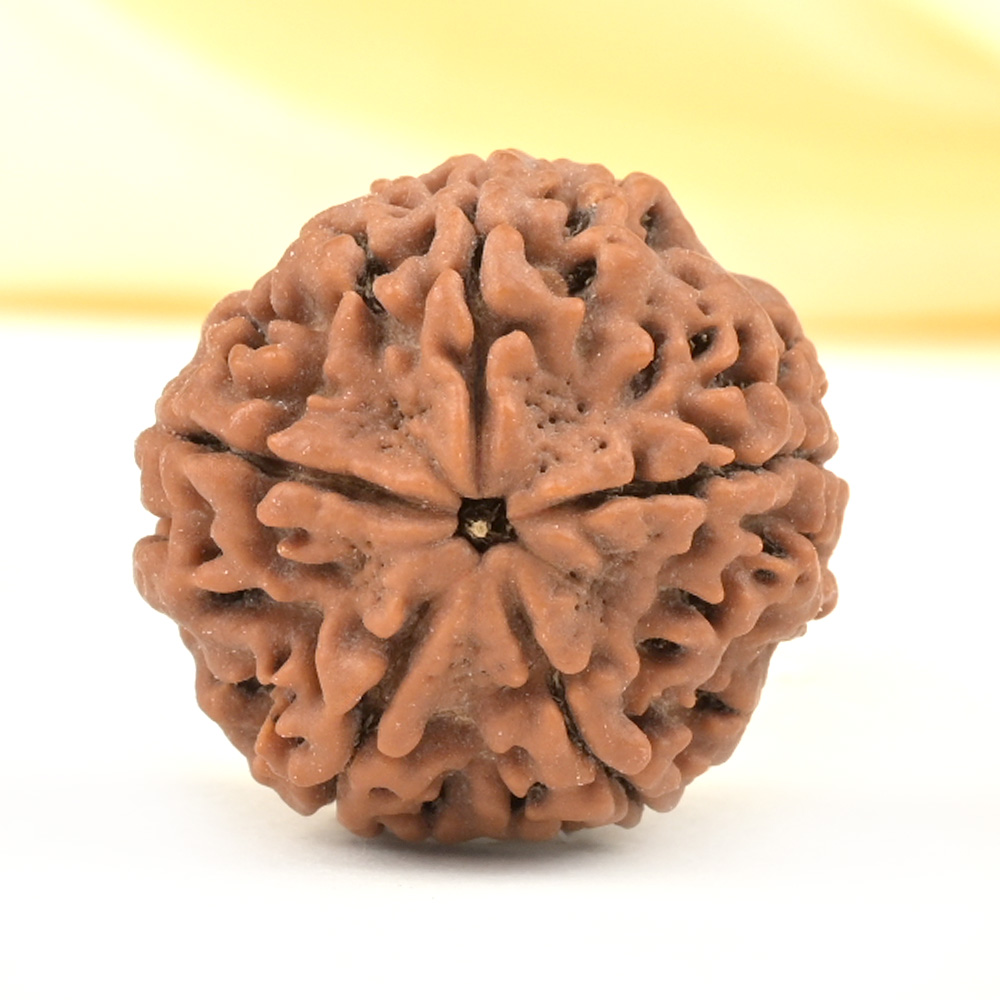 Super Collector 5 Mukhi from Nepal - DCXLIV