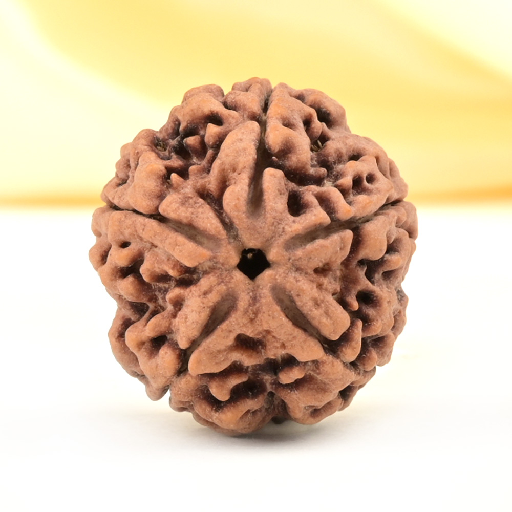 Super Collector 5 Mukhi from Nepal - DCXLV