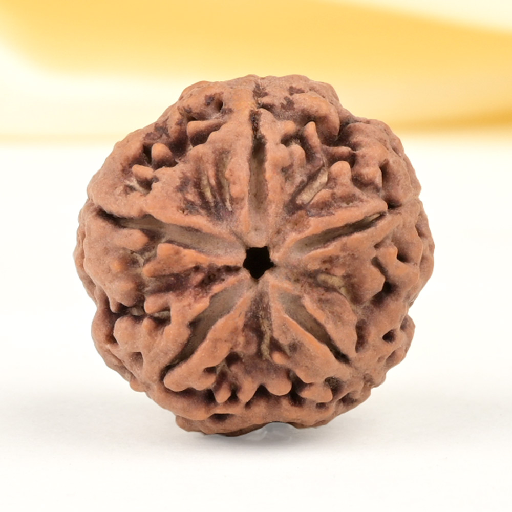 Super Collector 5 Mukhi from Nepal - DCXLVI