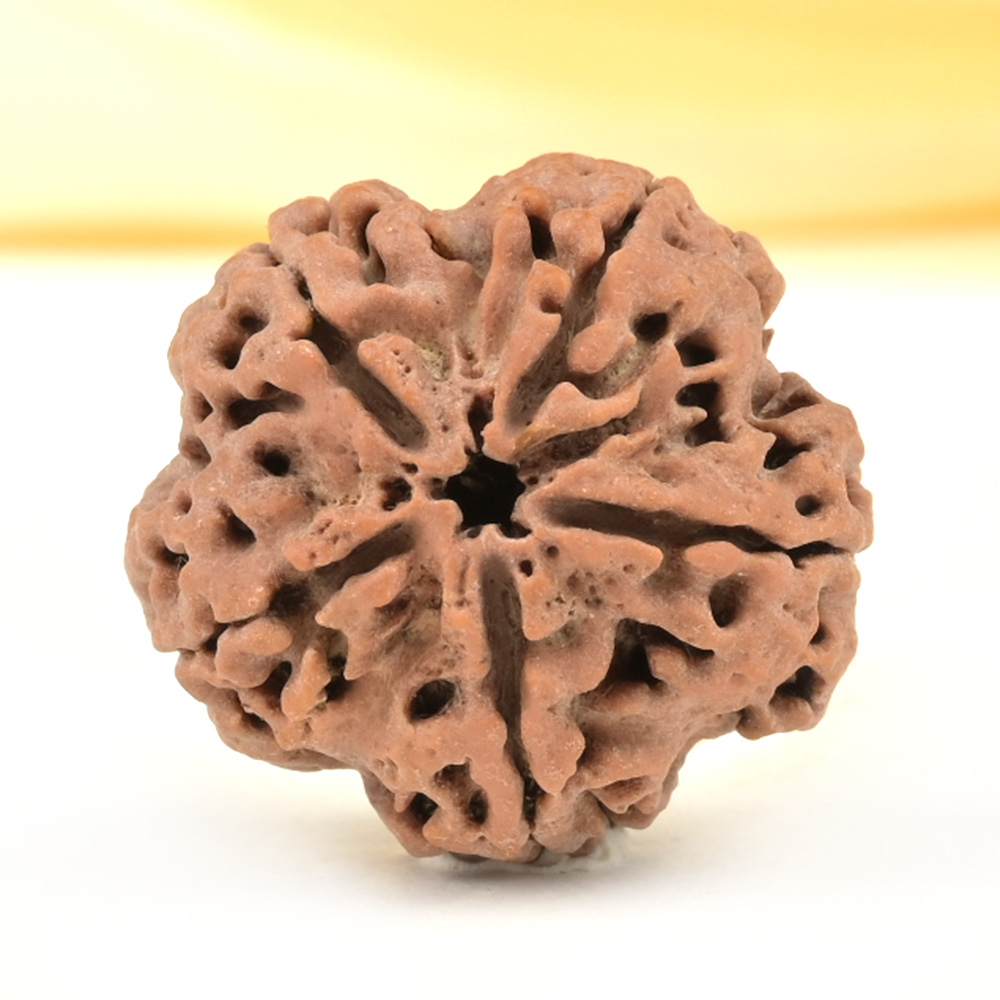 Super Collector 5 Mukhi from Nepal - DCXLVII