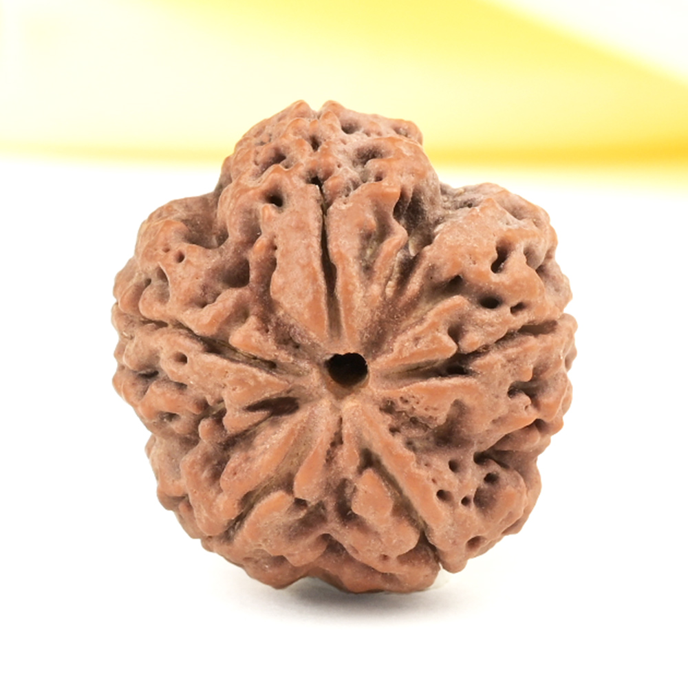 Super Collector 5 Mukhi from Nepal - DCXLVIII