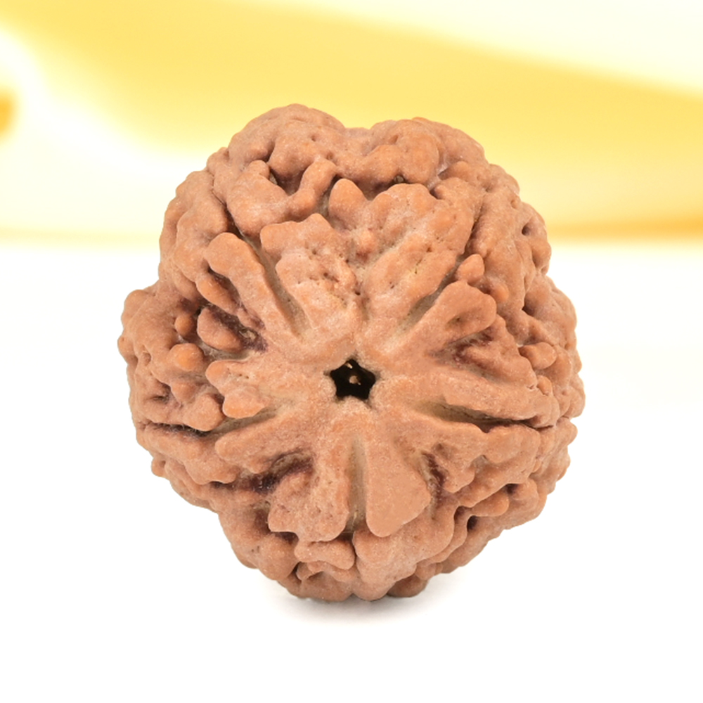 Super Collector 5 Mukhi from Nepal - DCXLIX