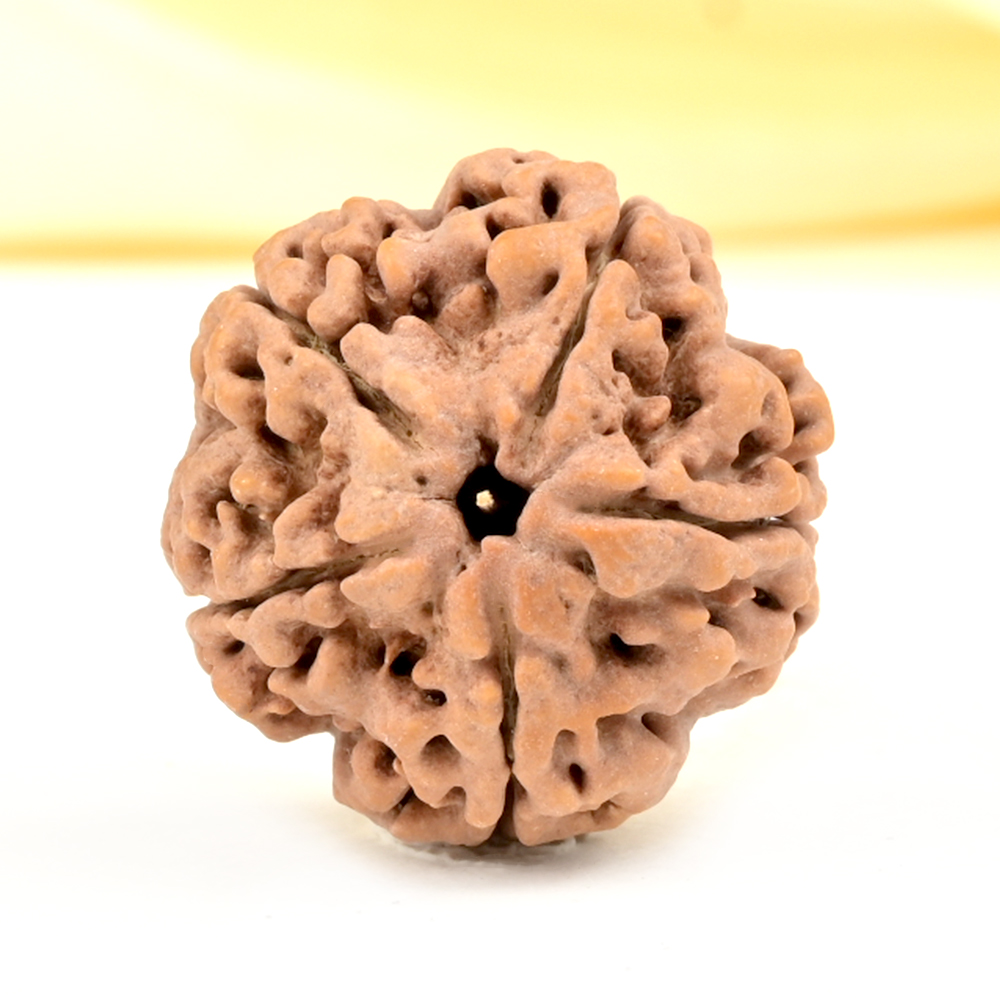 Super Collector 5 Mukhi from Nepal - DCL