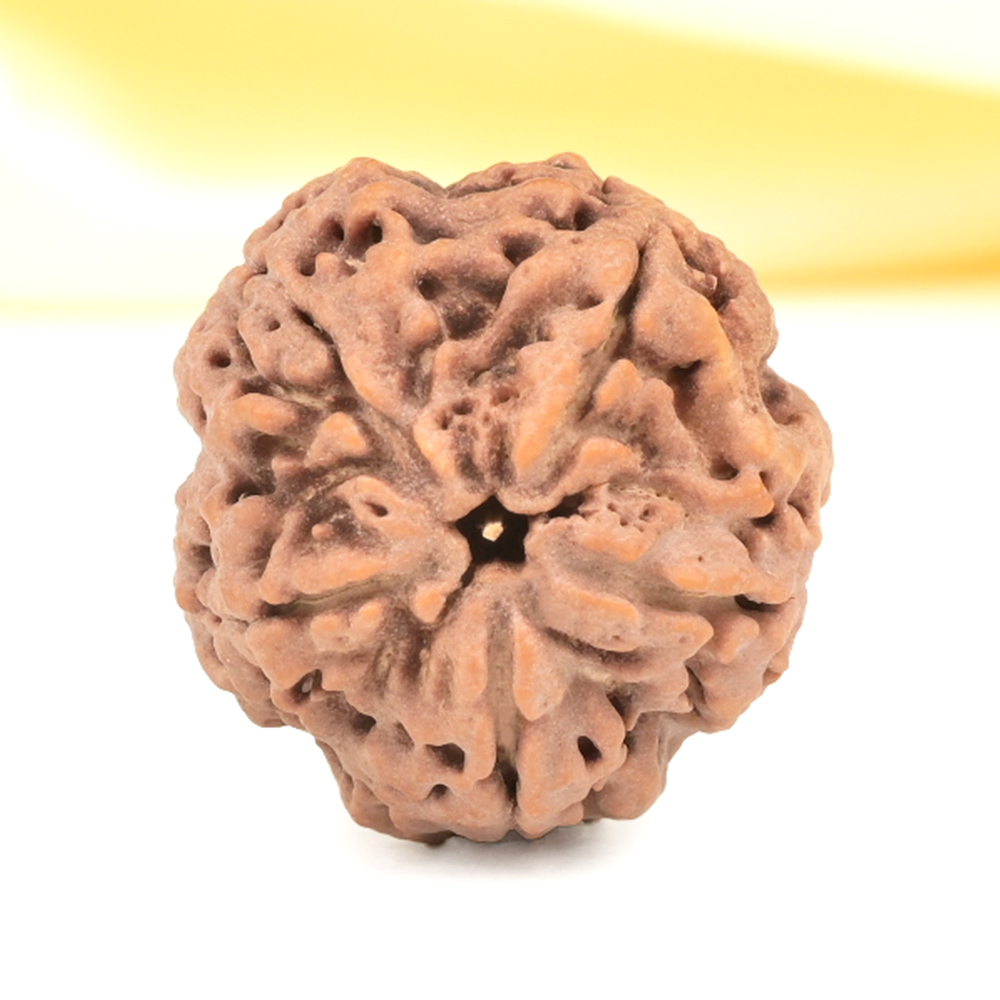 Super Collector 5 Mukhi from Nepal - DCLI