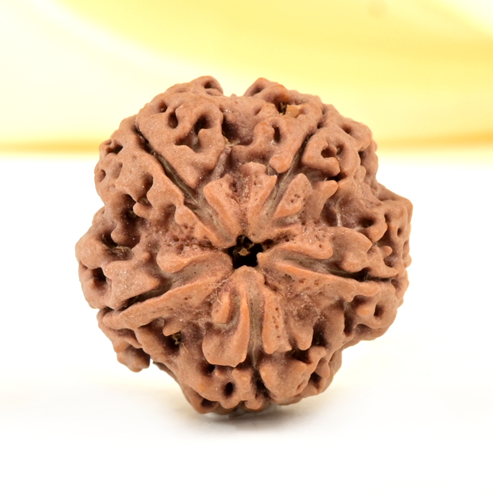 Super Collector 5 Mukhi from Nepal - DCLII