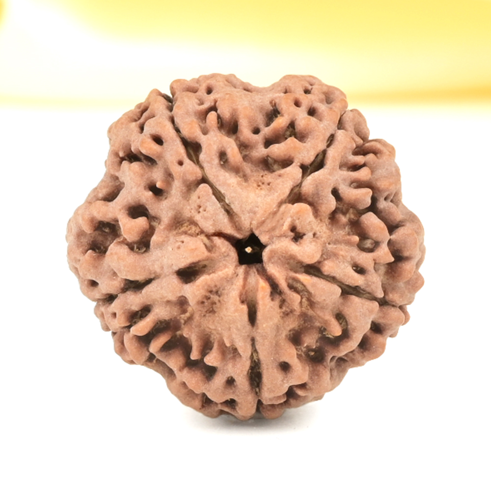 Super Collector 5 Mukhi from Nepal - DCLIII