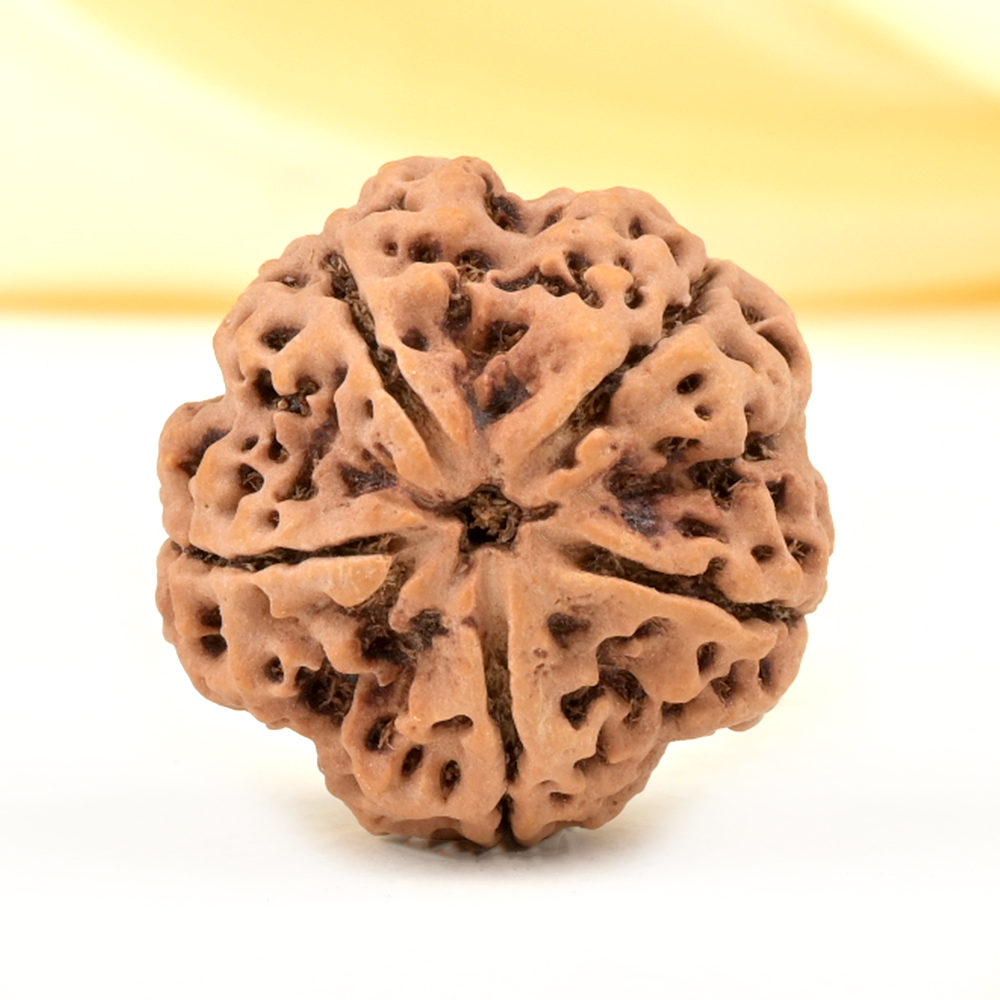 Super Collector 5 Mukhi from Nepal - DCLV