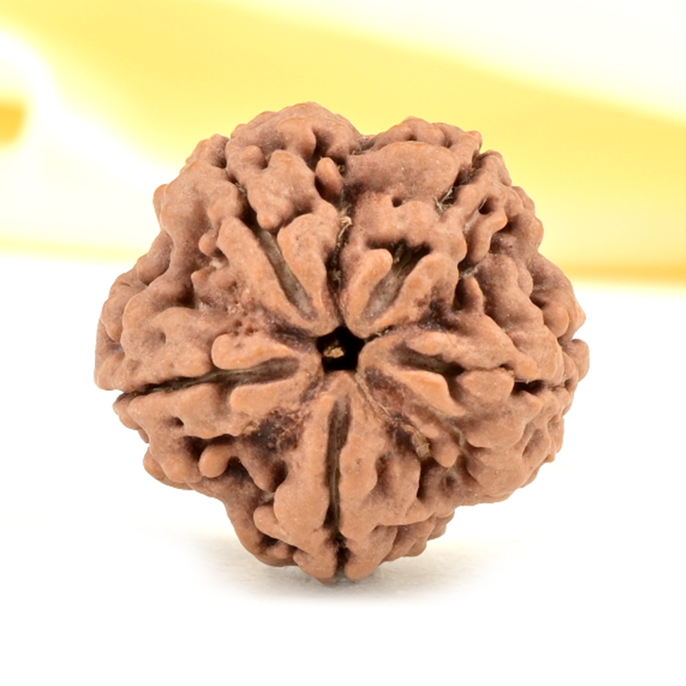 Super Collector 5 Mukhi from Nepal - DCLVI