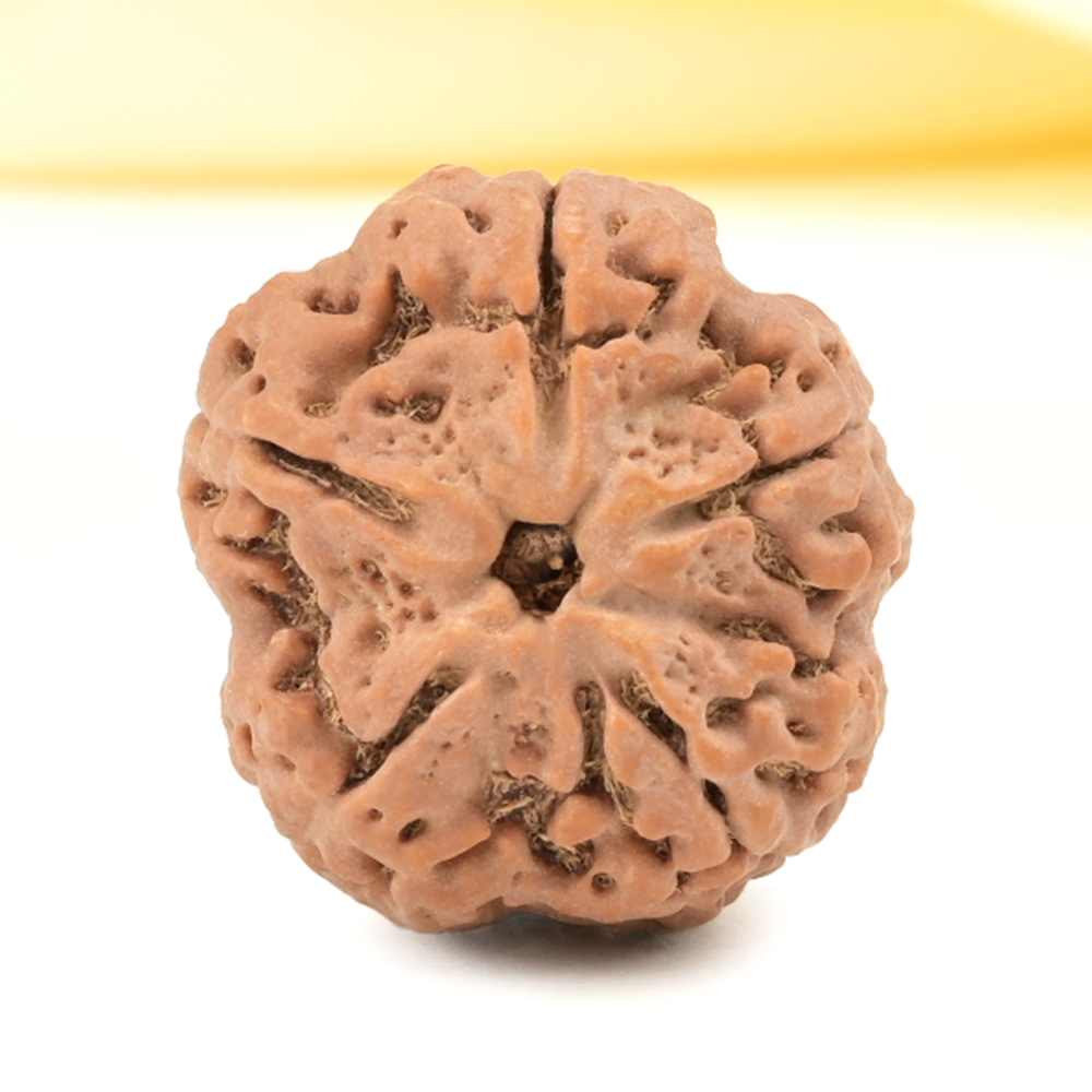 Super Collector 5 Mukhi from Nepal - DCLVII