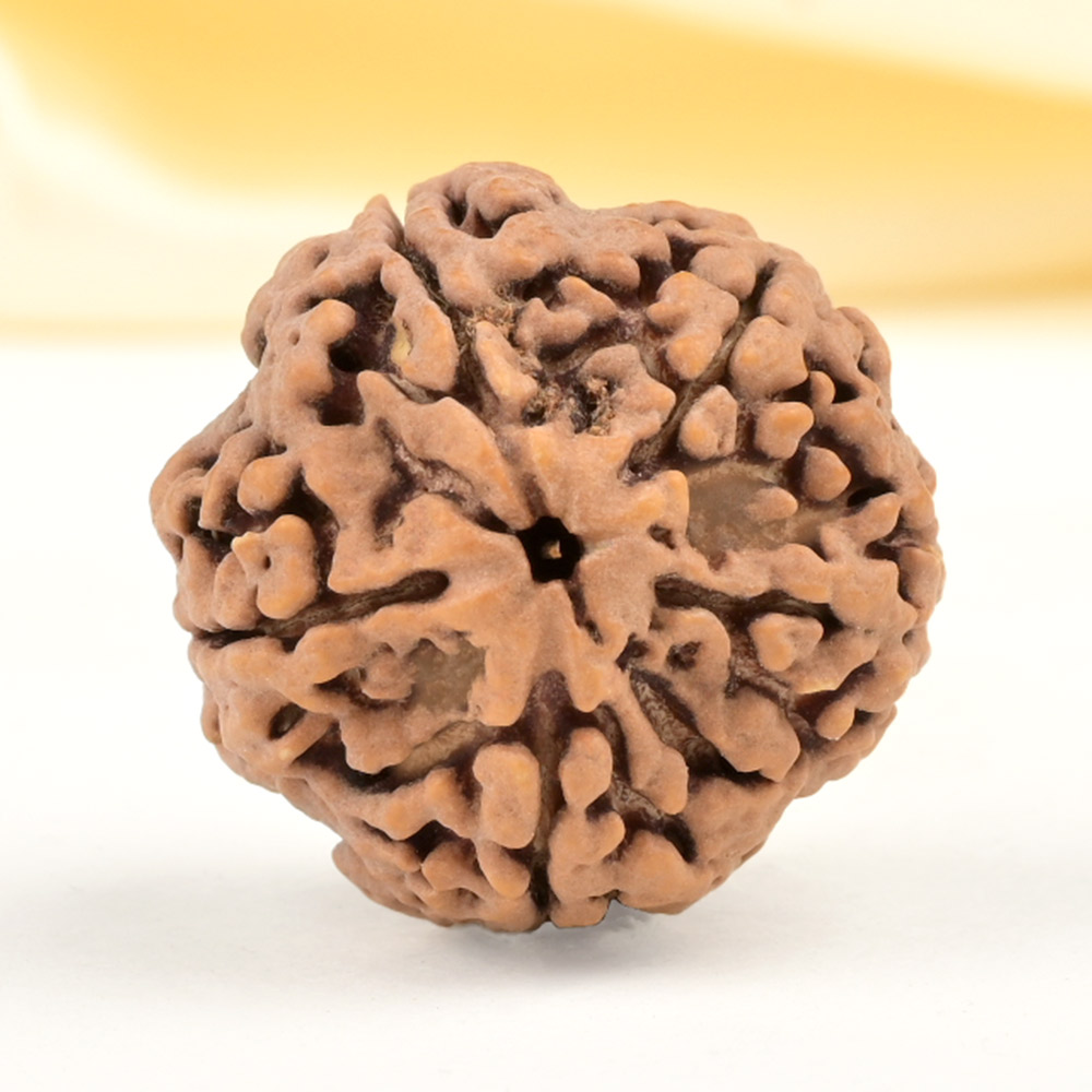 Super Collector 5 Mukhi from Nepal - DCLVIII