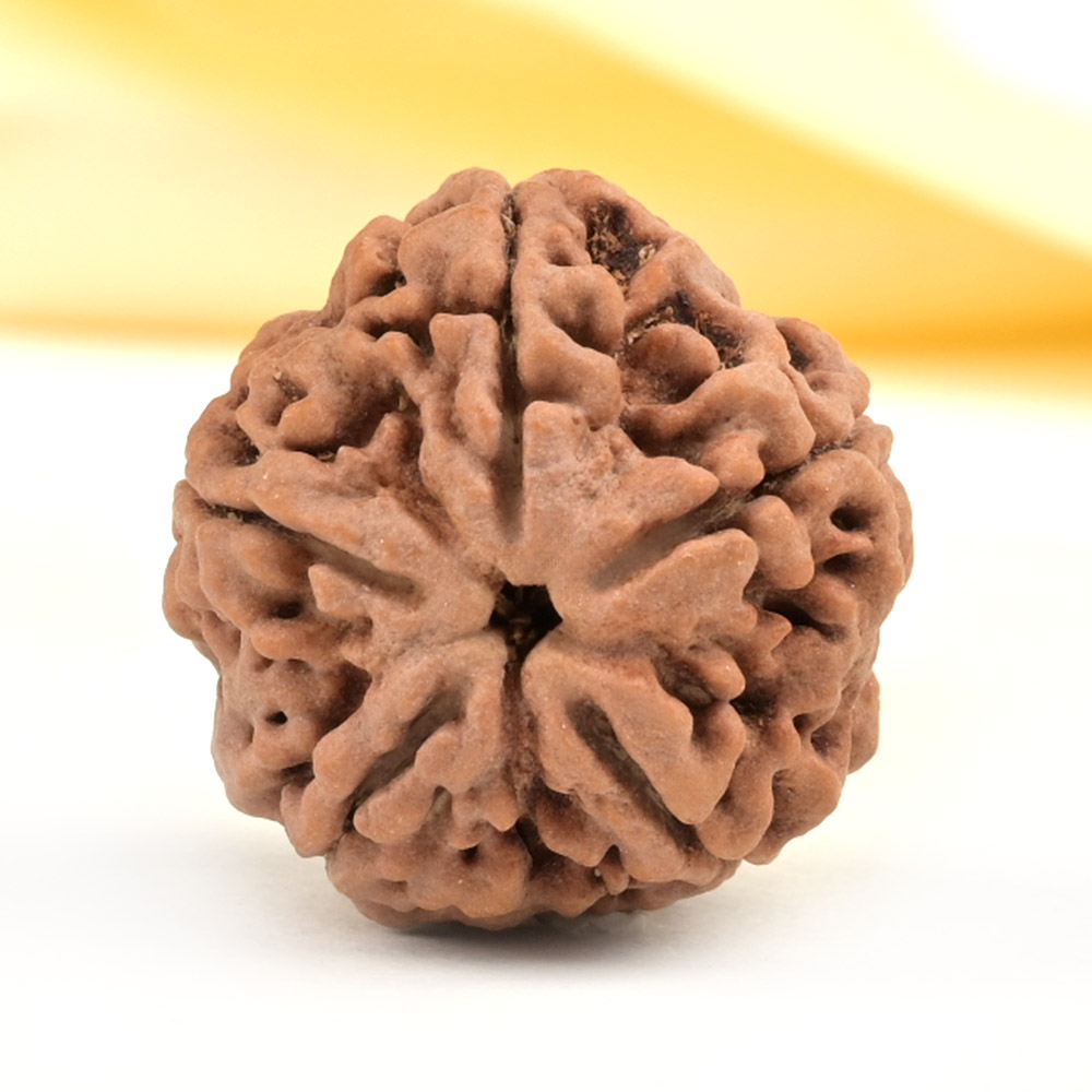 Super Collector 5 Mukhi from Nepal - DCLIX