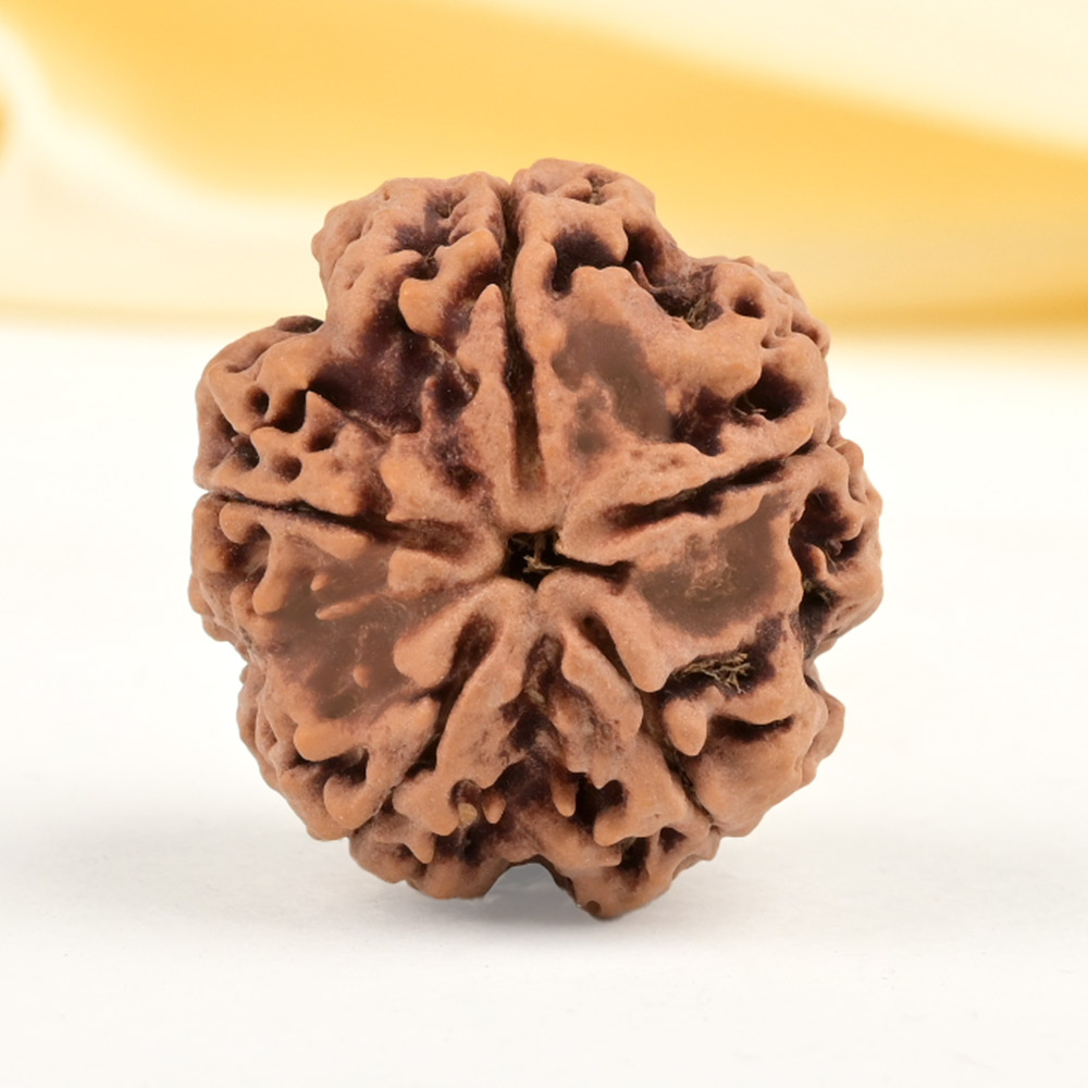 Super Collector 5 Mukhi from Nepal - DCLX