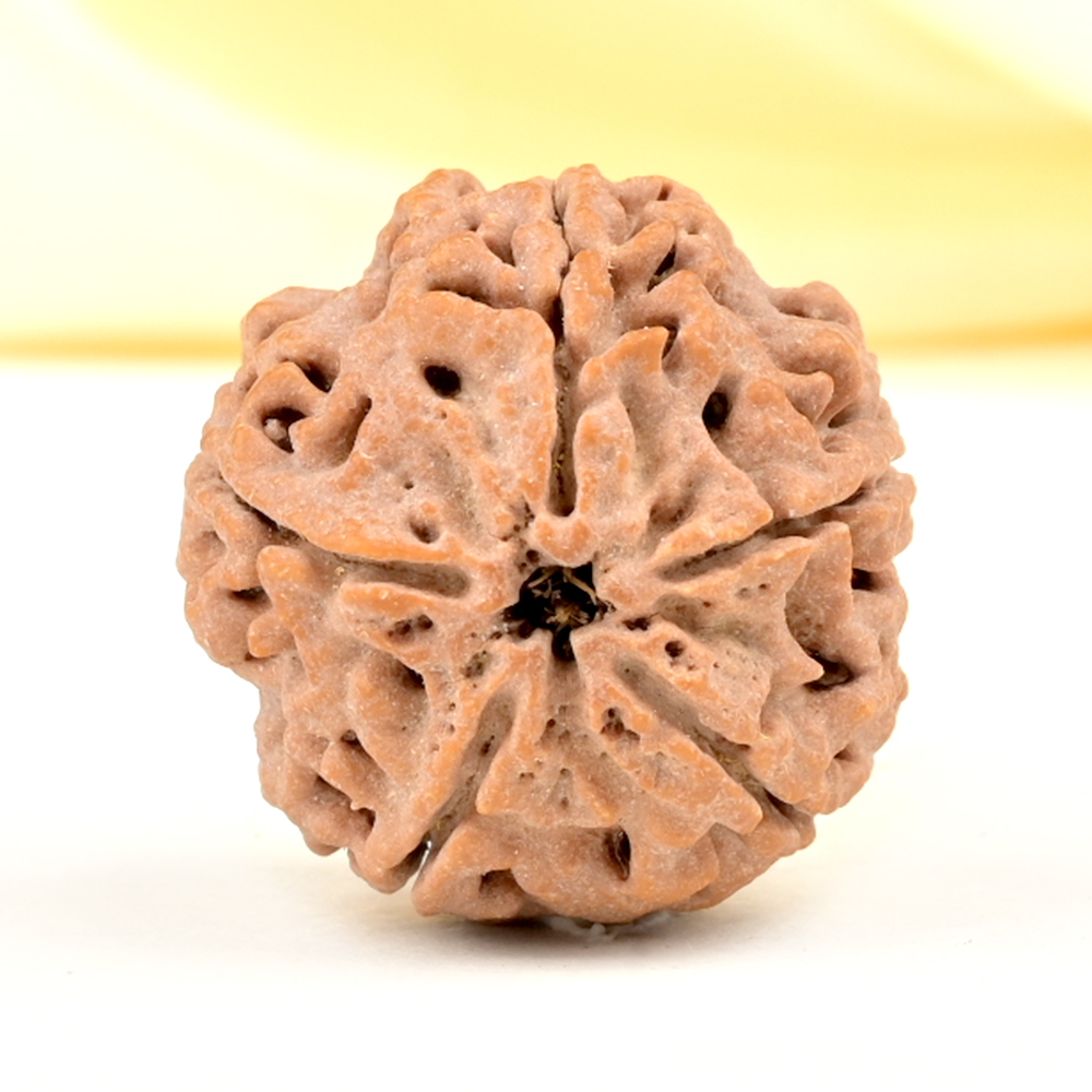 Super Collector 5 Mukhi from Nepal - DCLXI