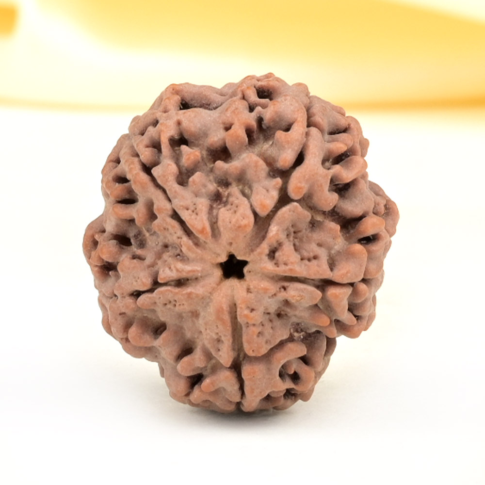 Super Collector 5 Mukhi from Nepal - DCLXII