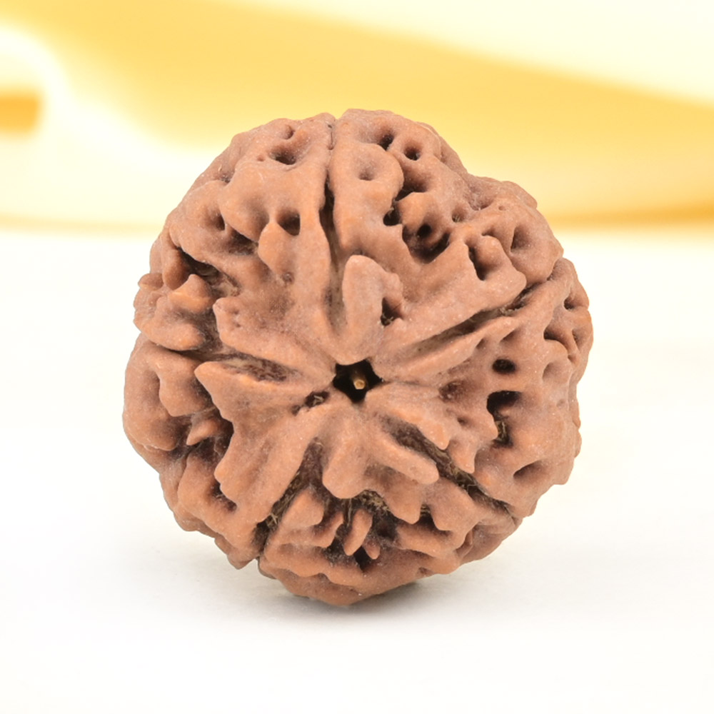 Super Collector 5 Mukhi from Nepal - DCLXIII