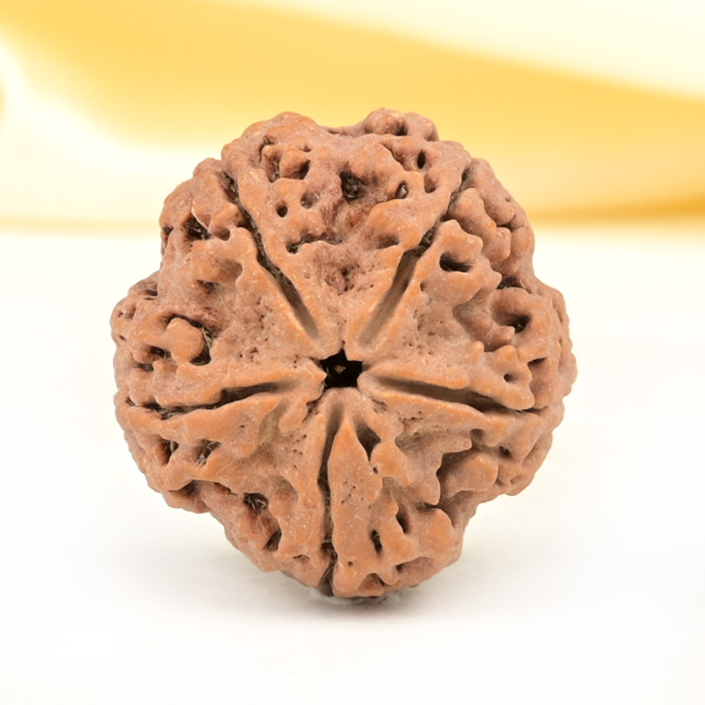 Super Collector 5 Mukhi from Nepal - DCLXIV