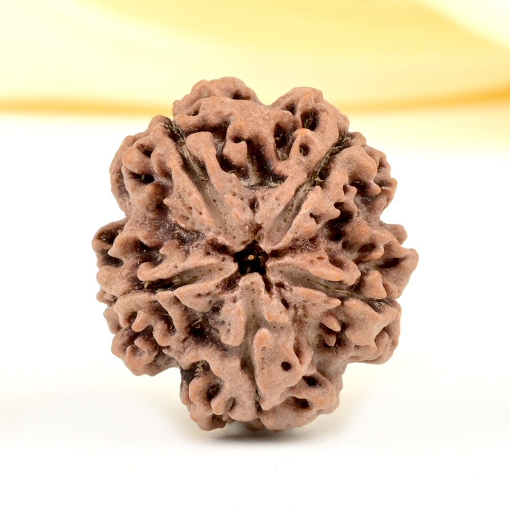 Super Collector 5 Mukhi from Nepal - DCLXV