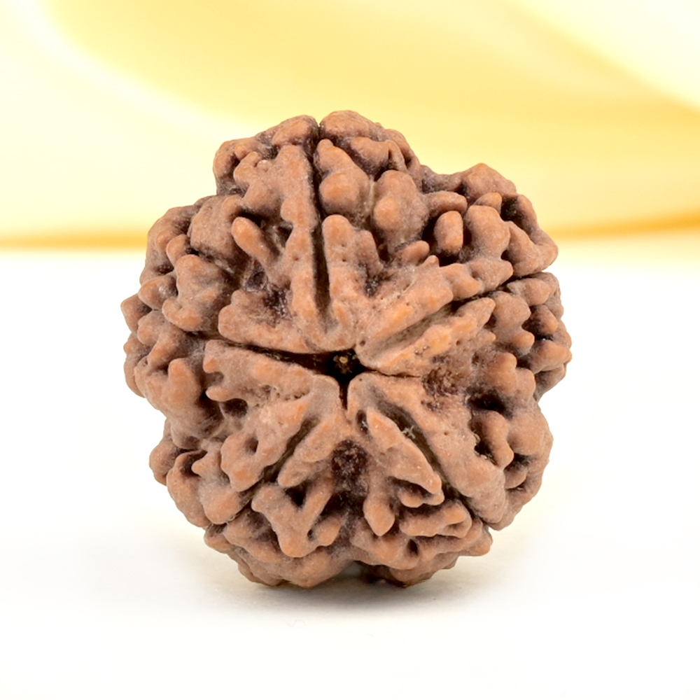 Super Collector 5 Mukhi from Nepal - DCLXVI