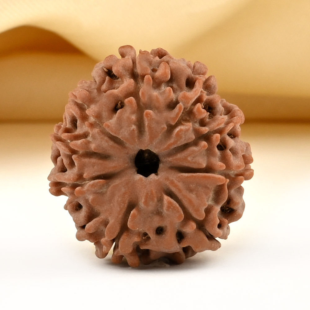 9 Mukhi from Nepal Small - DCCLXVI