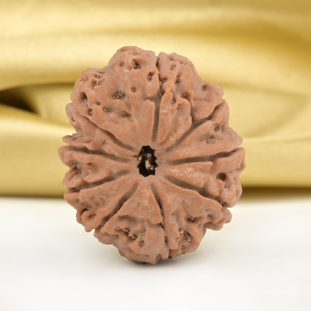 Collector 9 Mukhi from Nepal - CCXXIII