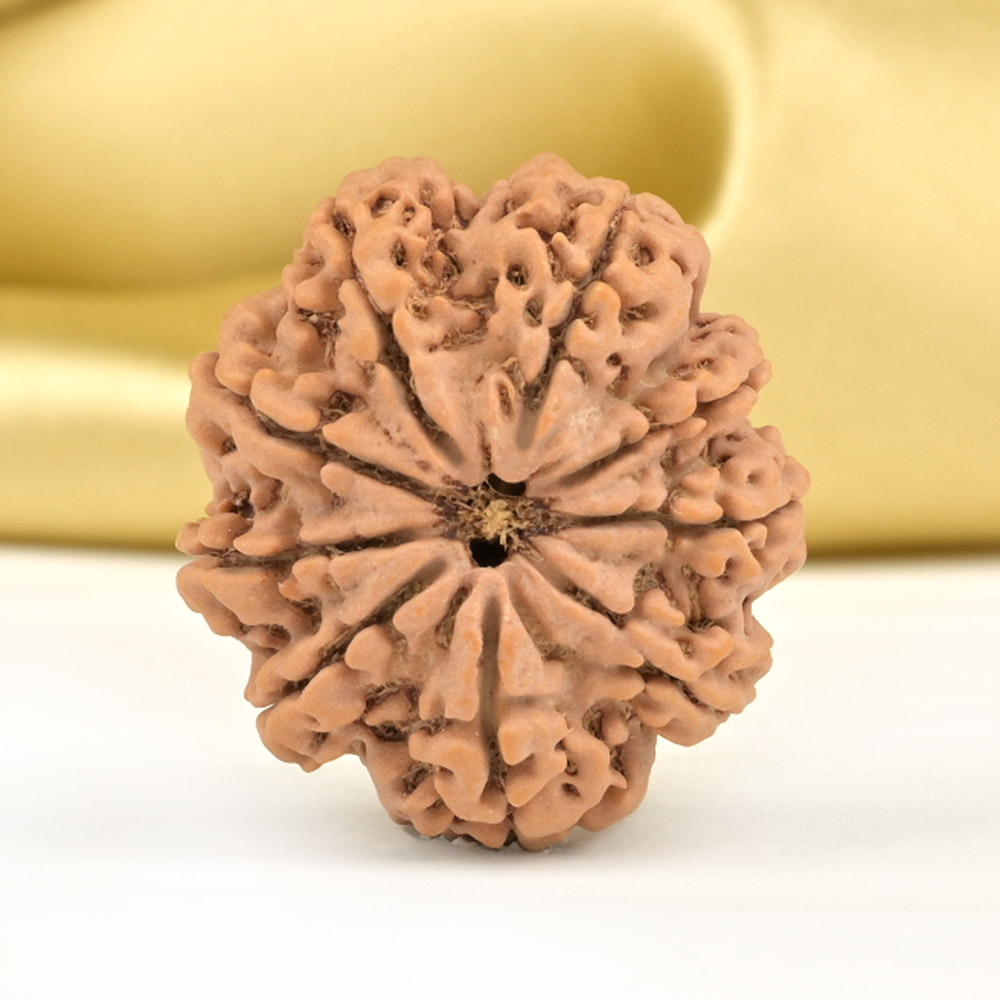 Collector 9 Mukhi from Nepal - CCXXIV