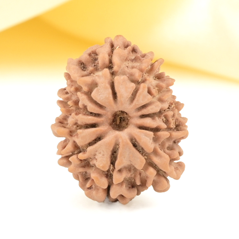 11 Mukhi from Nepal Small - CCCXX