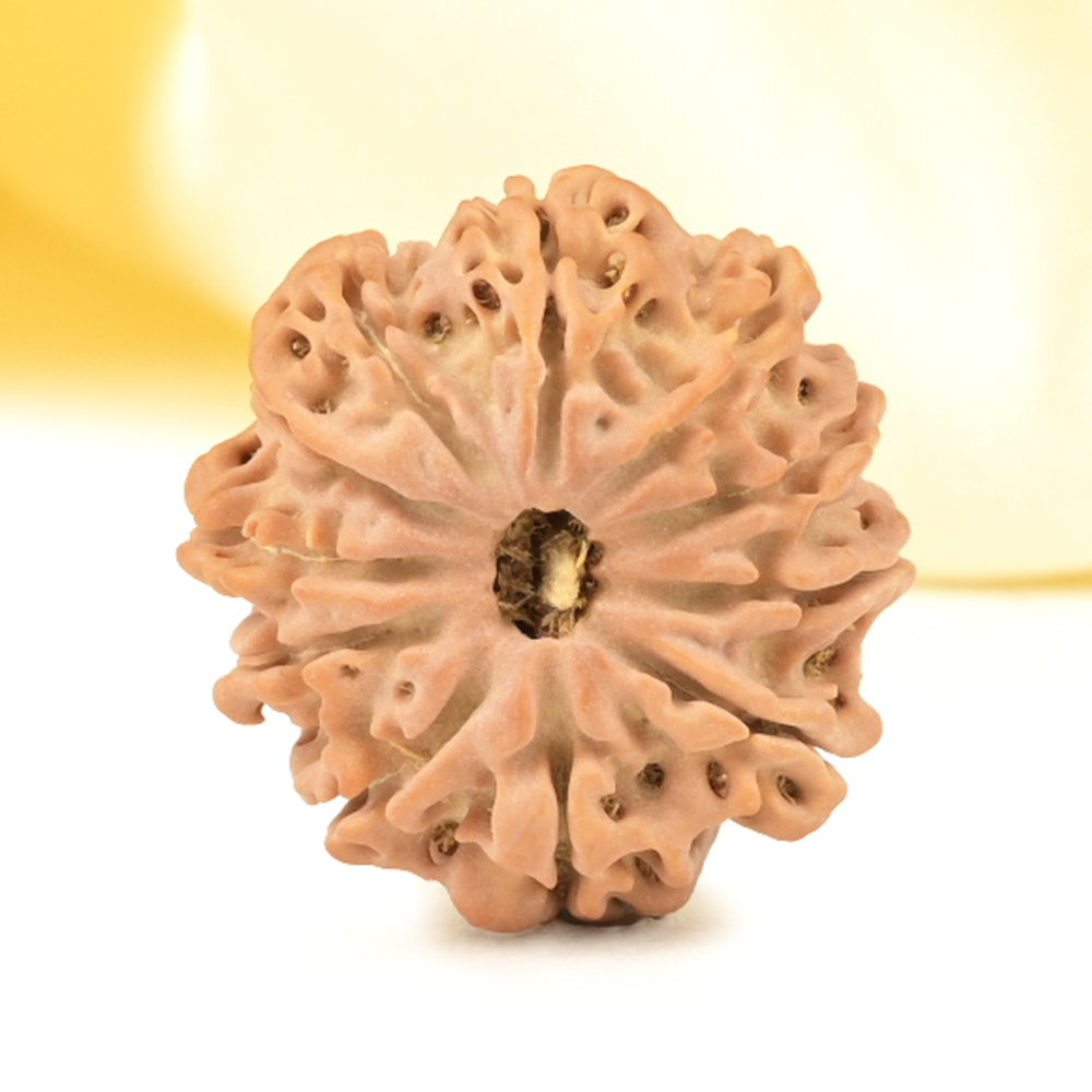 11 Mukhi from Nepal Small - CCCXXI