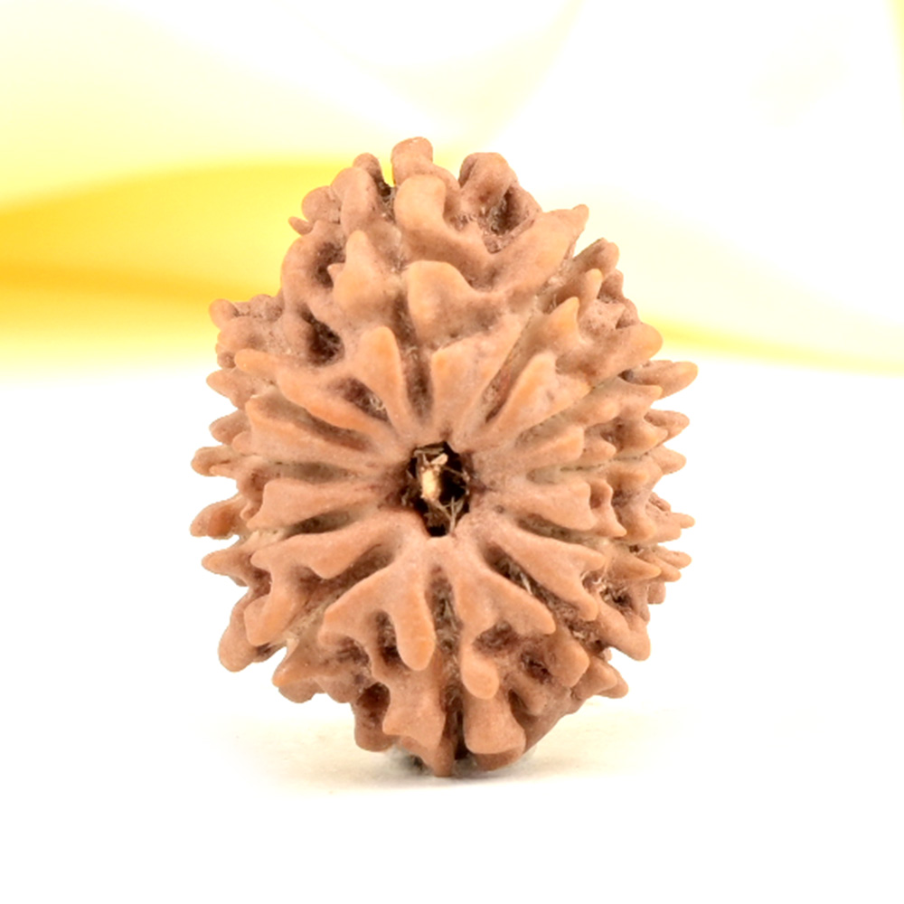 11 Mukhi from Nepal Small - CCCXXII