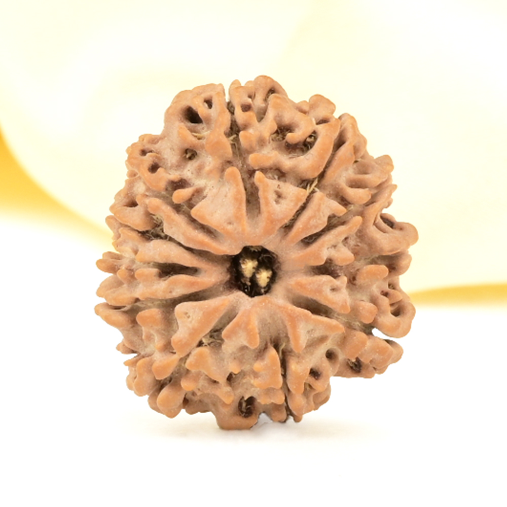 11 Mukhi from Nepal Small - CCCXXIII