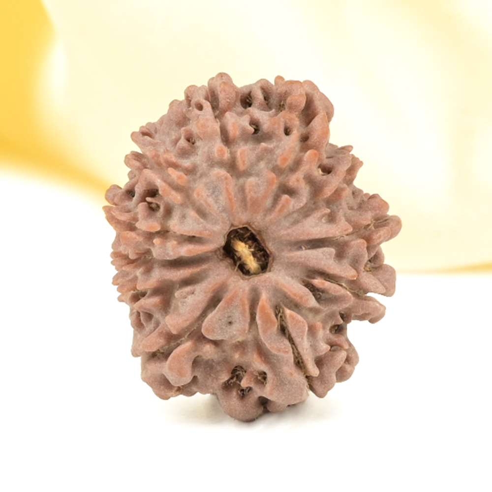 11 Mukhi from Nepal Small - CCCXXIV