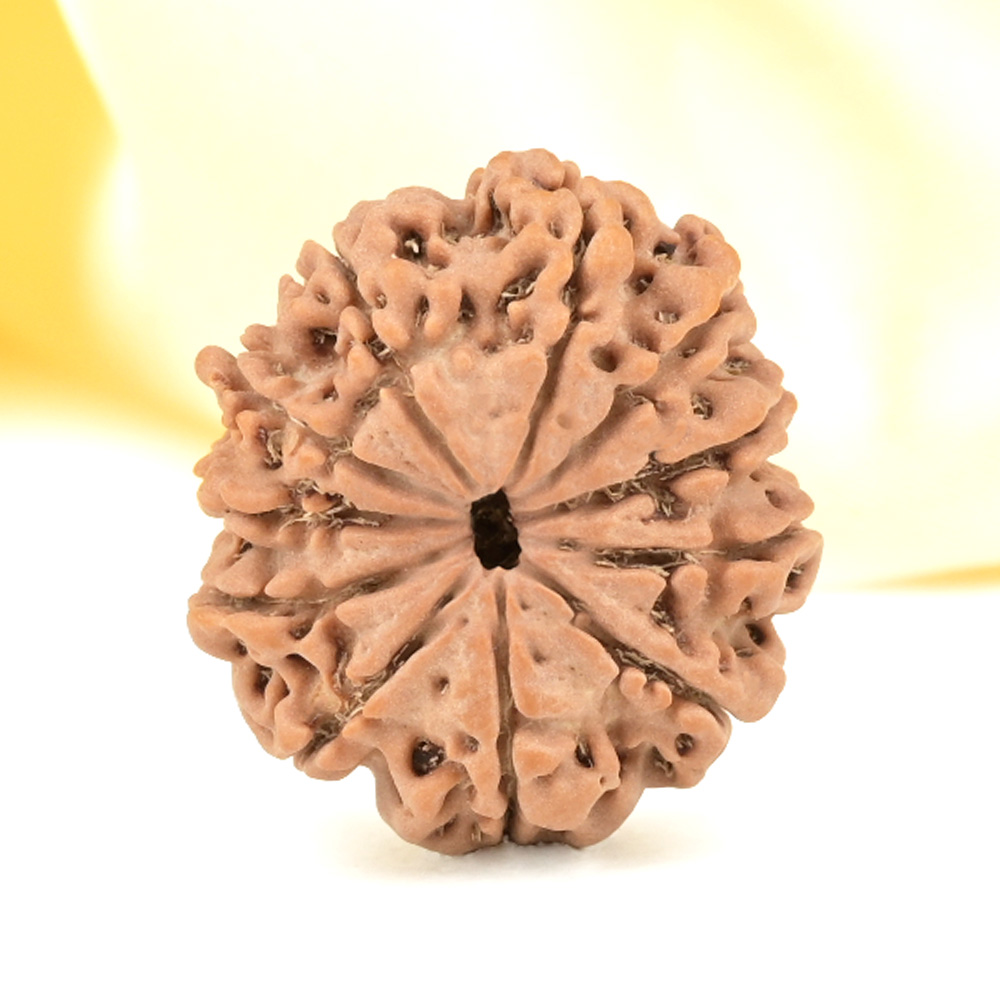 11 Mukhi from Nepal Small - CCCXXV