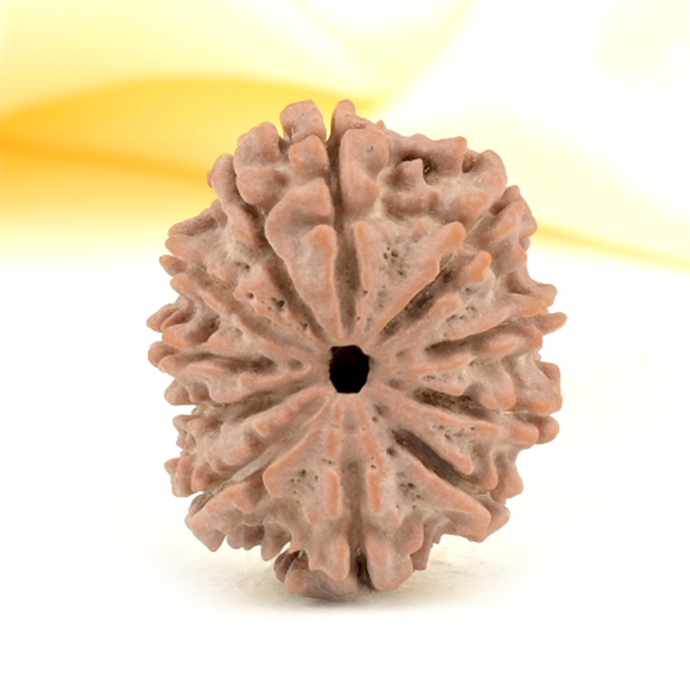 11 Mukhi from Nepal Small - CCCXXIX