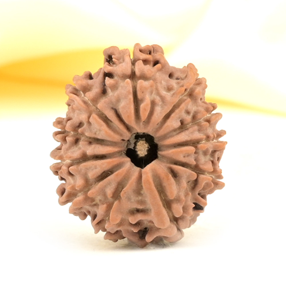 11 Mukhi from Nepal Small - CCCXXX