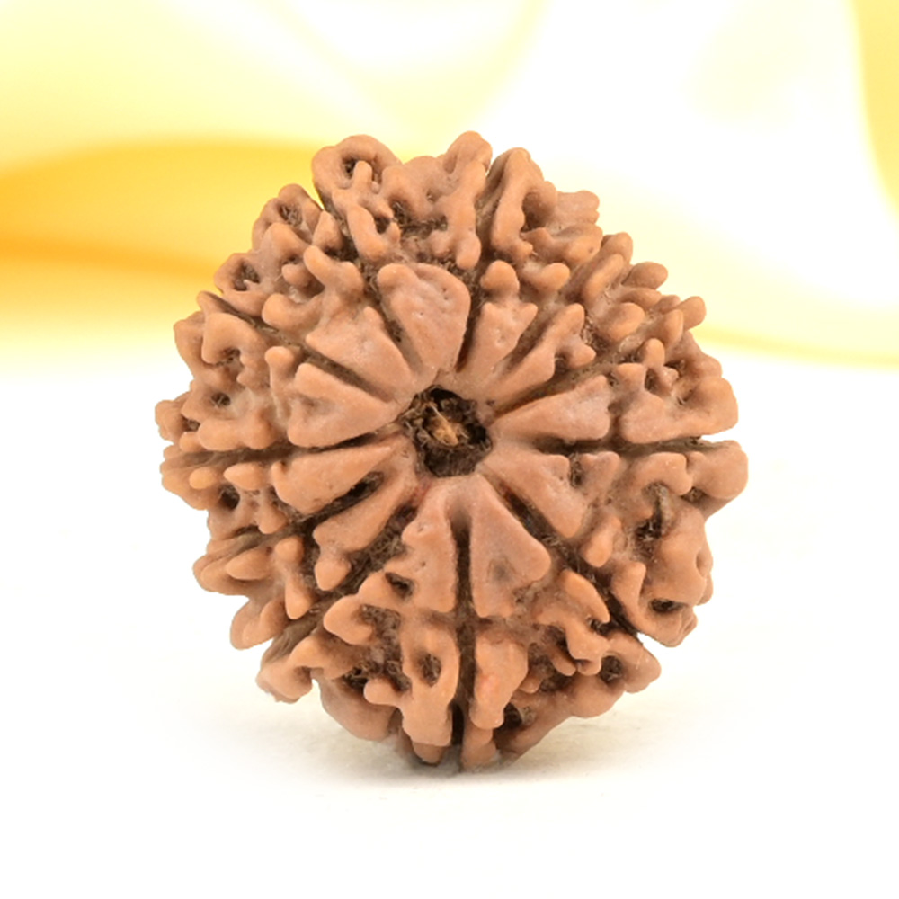 11 Mukhi from Nepal Small - CCCXXXI