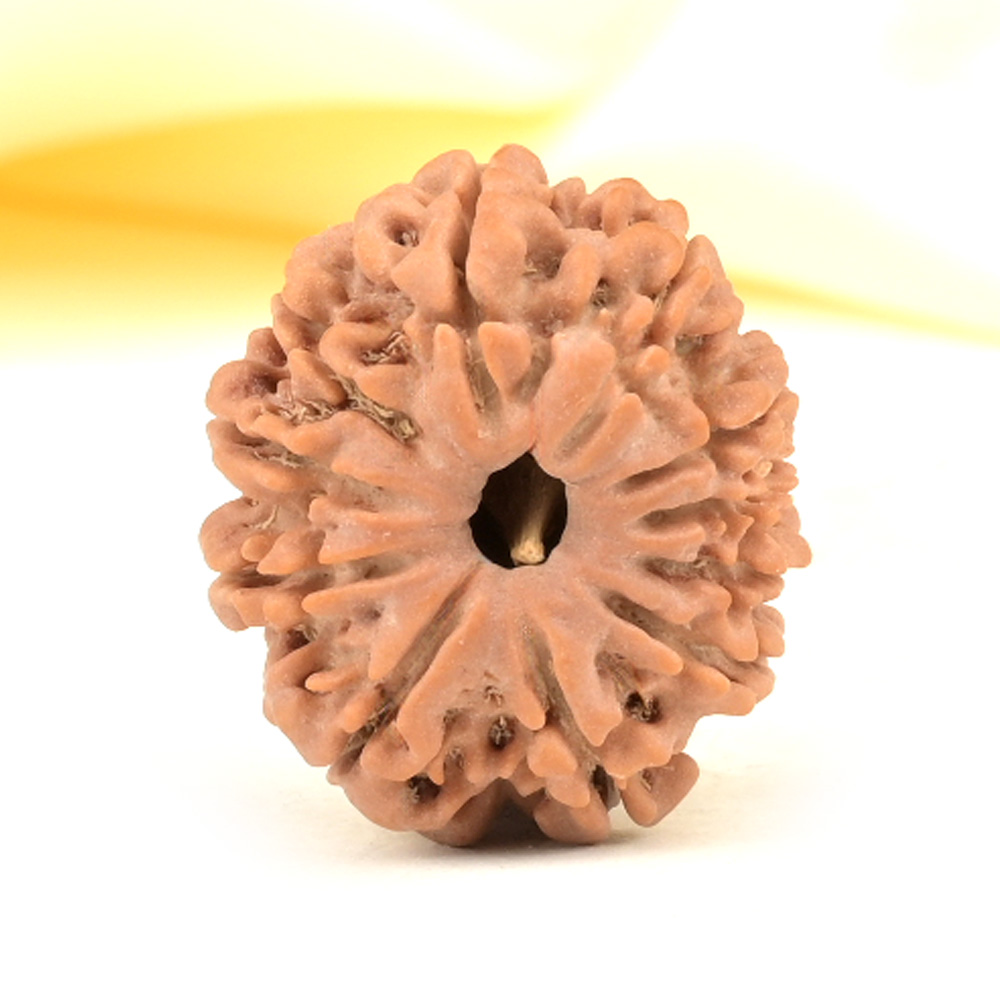 11 Mukhi from Nepal Small - CCCXXXIV