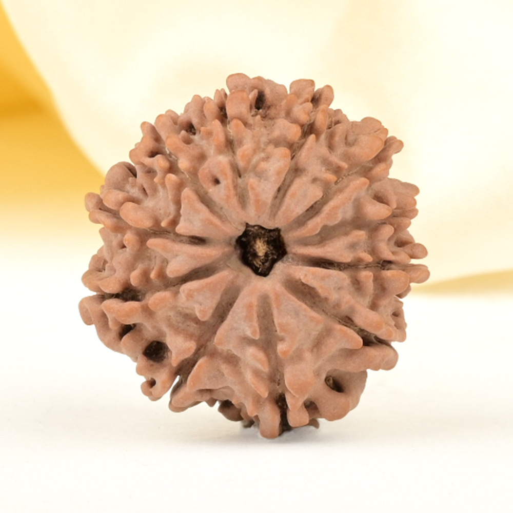 11 Mukhi from Nepal Small - CCCXXXVI