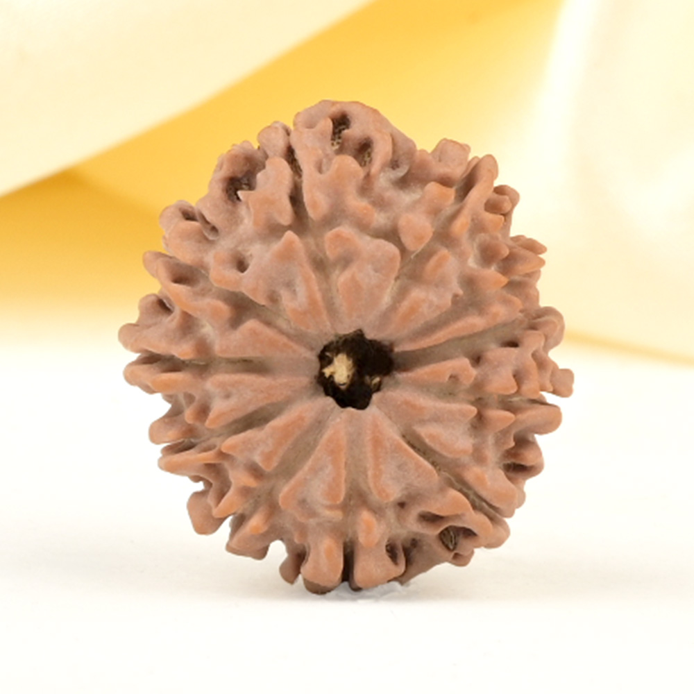 11 Mukhi from Nepal Small - CCCXXXVII