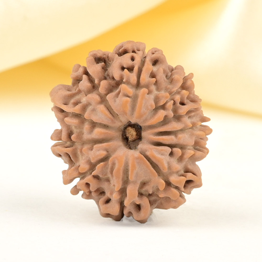 11 Mukhi from Nepal Small - CCCXXXVIII