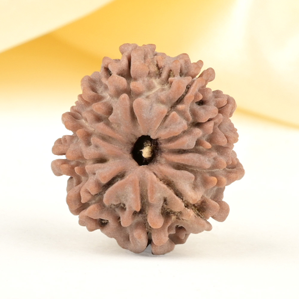 11 Mukhi from Nepal Small - CCCXXXIX