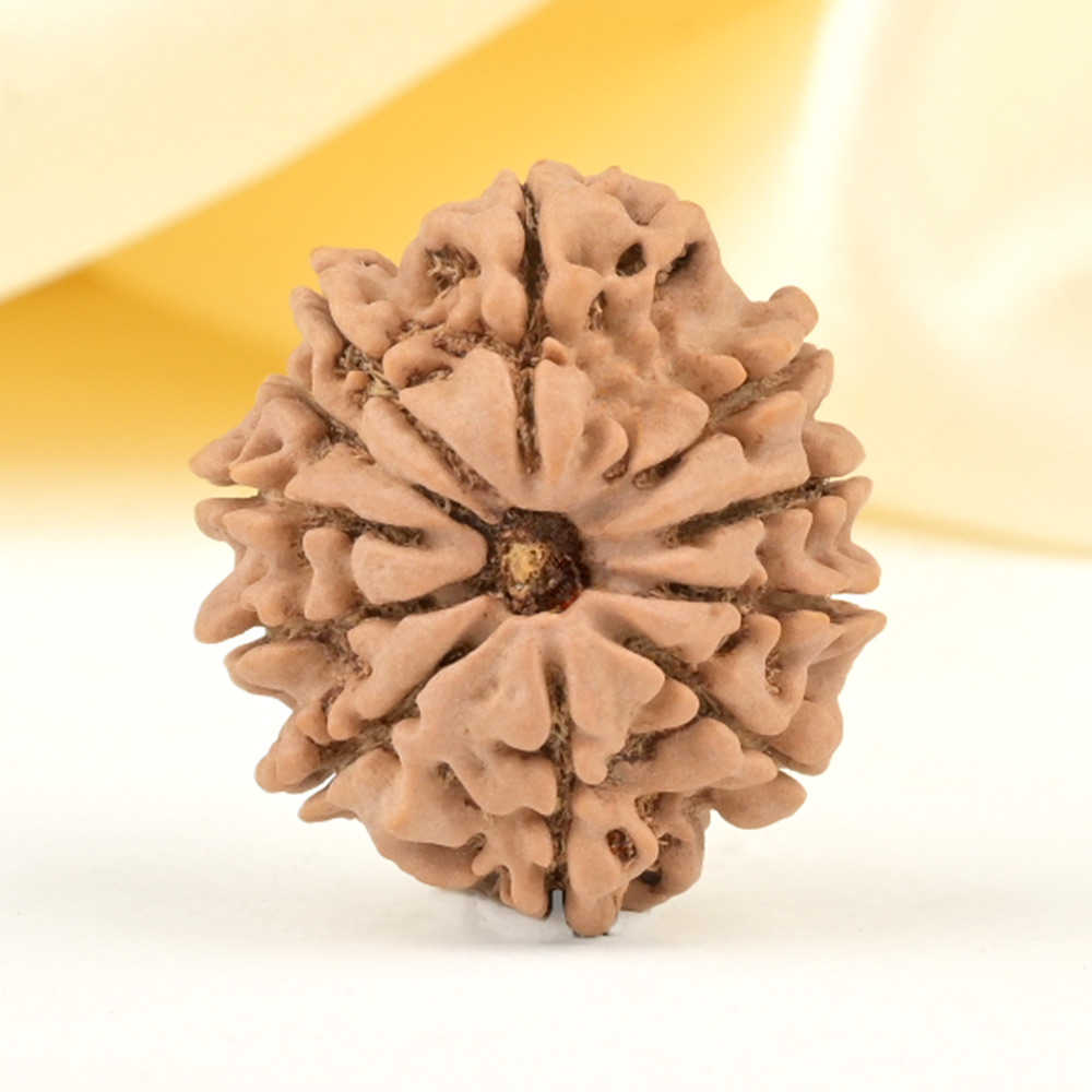 11 Mukhi from Nepal Small - CCCXL