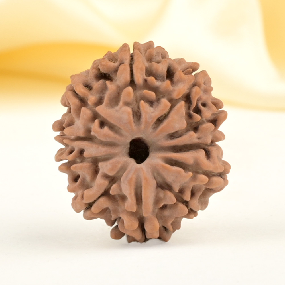 11 Mukhi from Nepal Small - CCCXLI